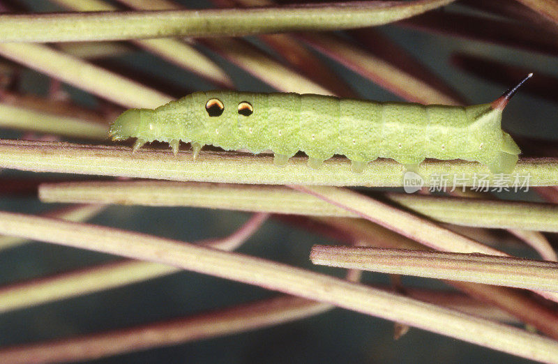 象鹰蛾(Deilephia elpenor)毛虫